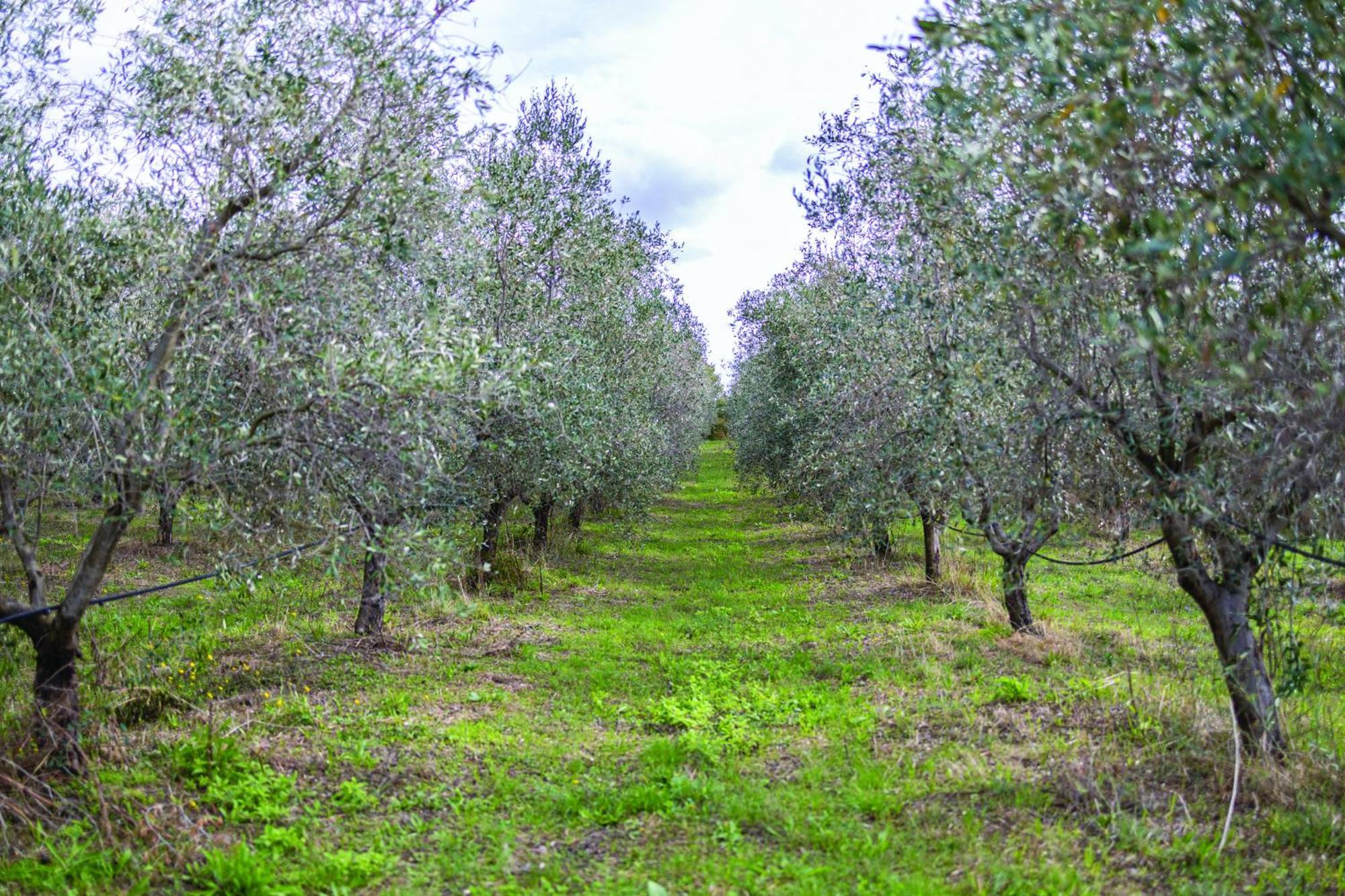 Agriturismo La Petrosa Ceraso Zewnętrze zdjęcie