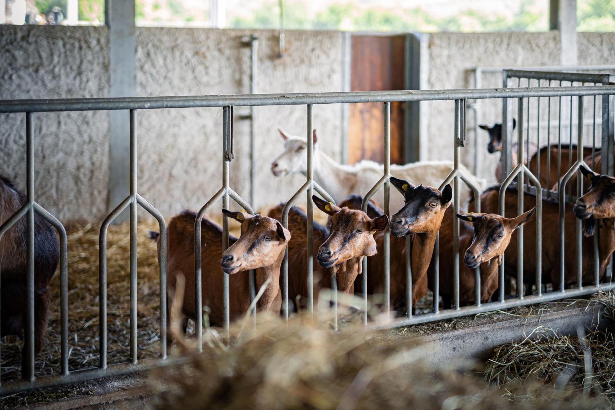 Agriturismo La Petrosa Ceraso Zewnętrze zdjęcie